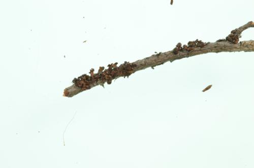 Chestnut Wrinkle Lichen 